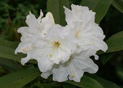 R.glandulifeum